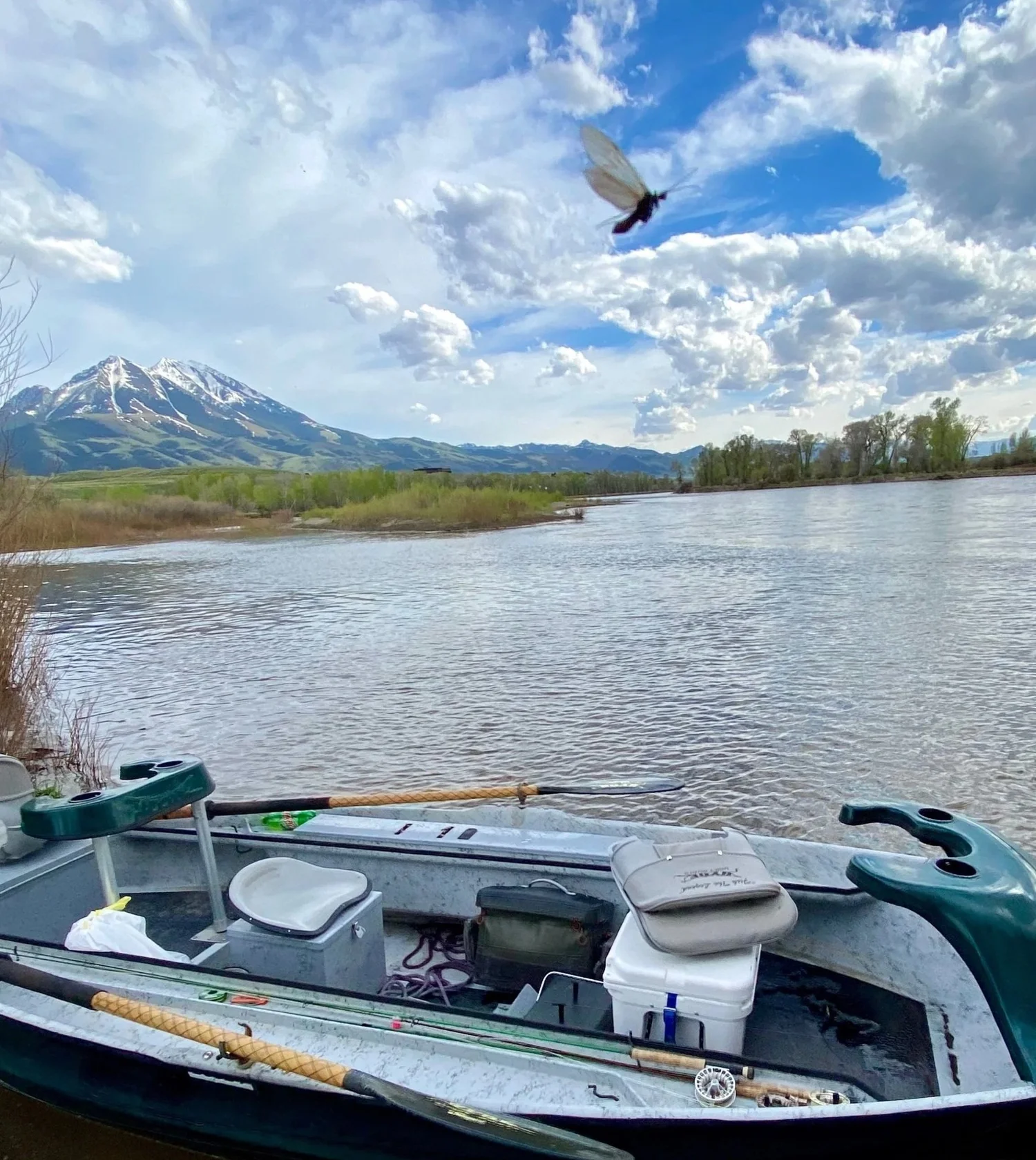 Mother's Day Caddis adult flying above a Swan's Fly Fishing drift boat on the Yellowstone River in Paradise Valley Montana, snow-capped Absaroka Mountains visible behind the river, fly rods rigged and ready for the hatch
