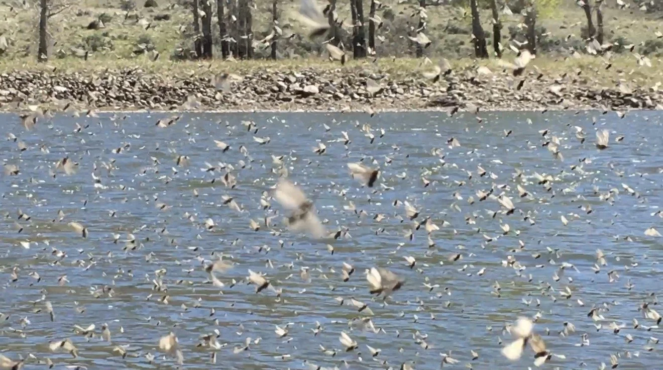 Dense blanket hatch of mayflies covering the Yellowstone River during spring fly fishing season near Livingston, Montana
