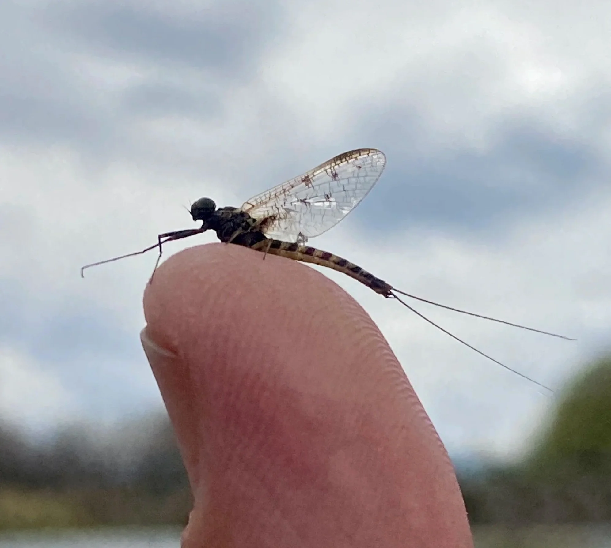 Baetis dry dropper rig for fly fishing the Yellowstone River near Livingston Montana.