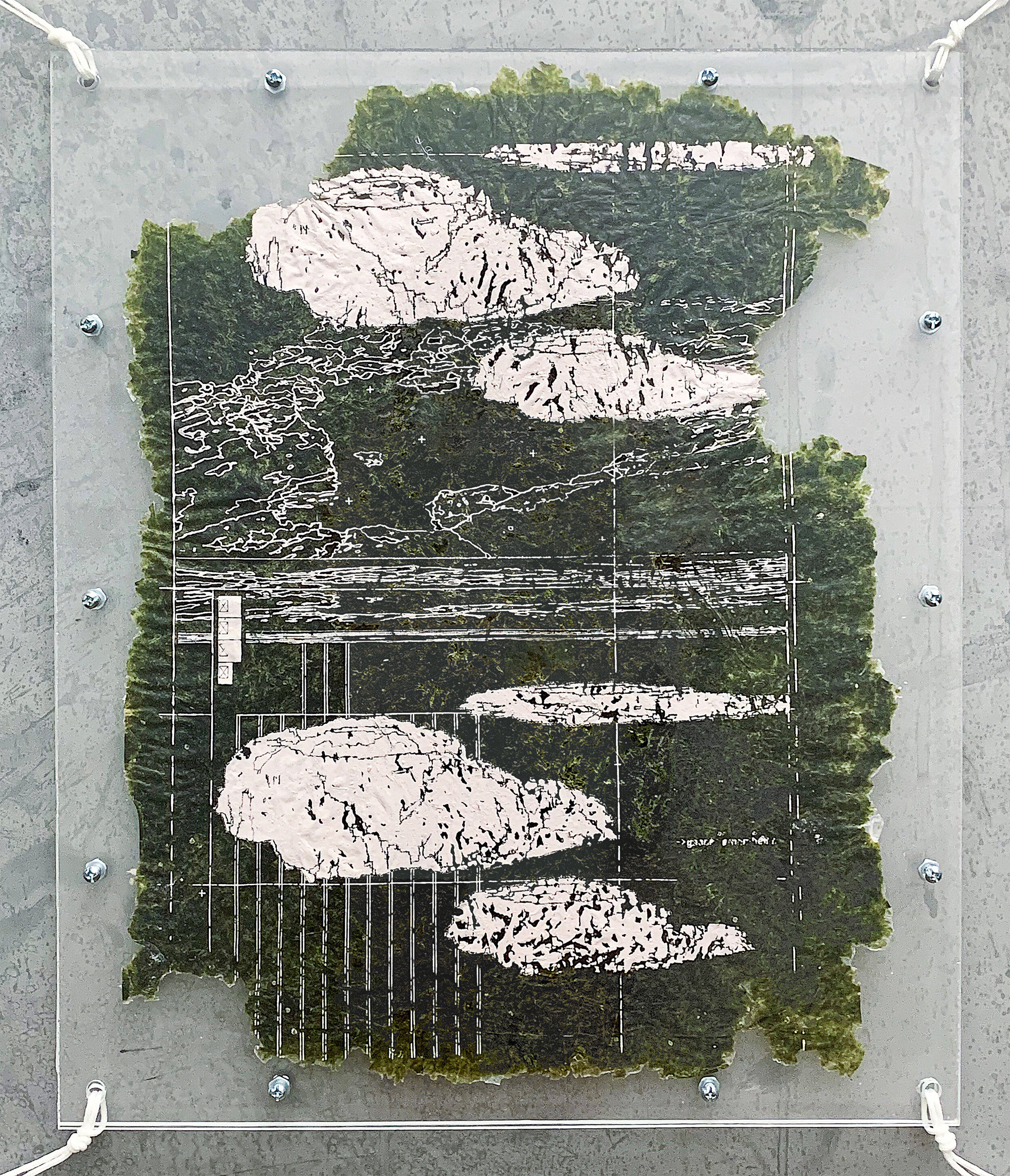   AOEp_PlumBeach_4  screenprint on seaweed, acrylic, plexiglass 2021 