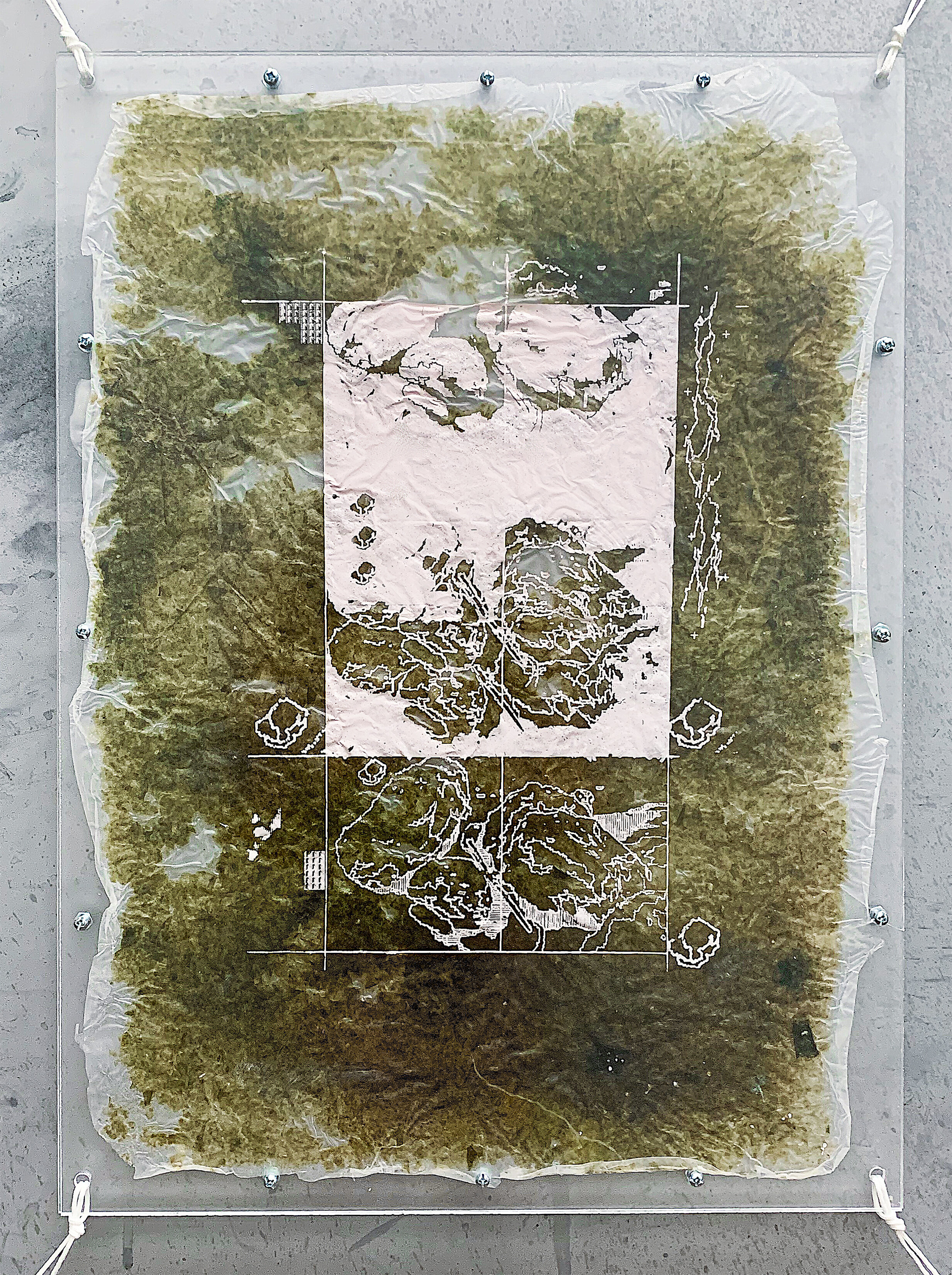   AOEp_PlumBeach_1  screenprint on seaweed, acrylic, plexiglass 20.5 x 14.875 x .25 inches 2021  