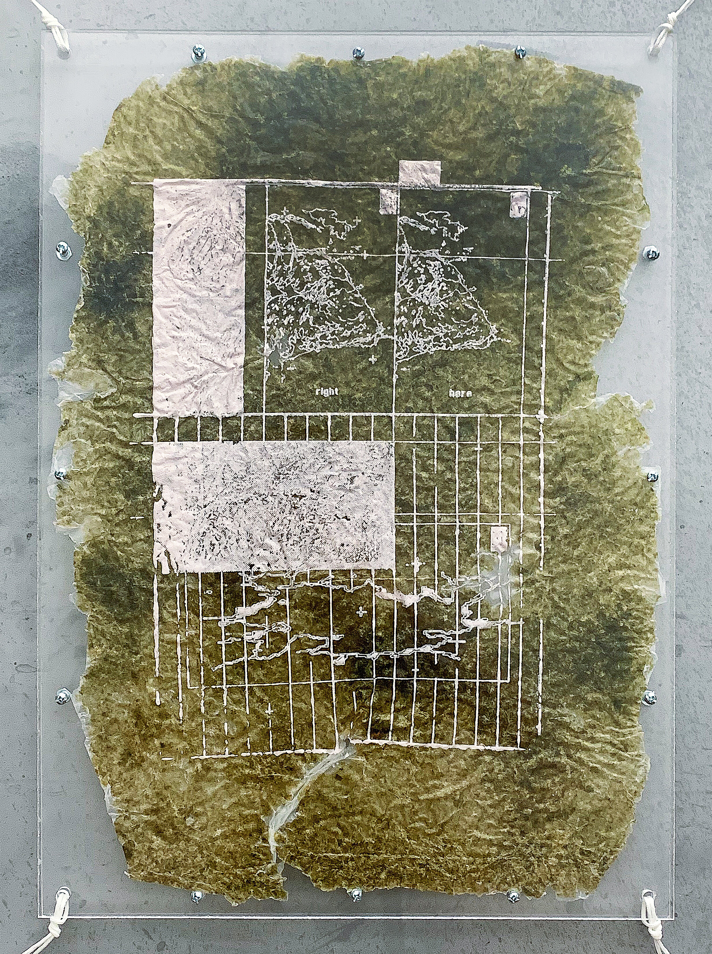   AOEp_PlumBeach_2  screenprint on seaweed, acrylic, plexiglass 18.75 x 13.375 x .25 inches 2021  
