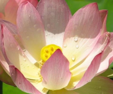 lotus by kashaphoto.jpg