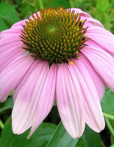 pink daisy by kashaphoto.jpg