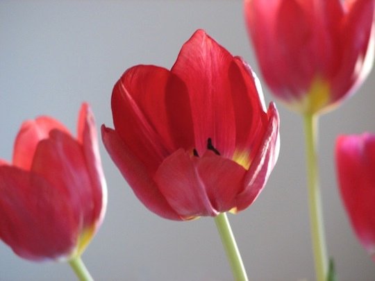 tulips by kashaphoto.jpg