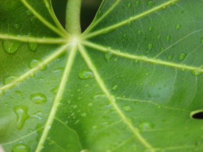 leaf by kashaphoto.jpg