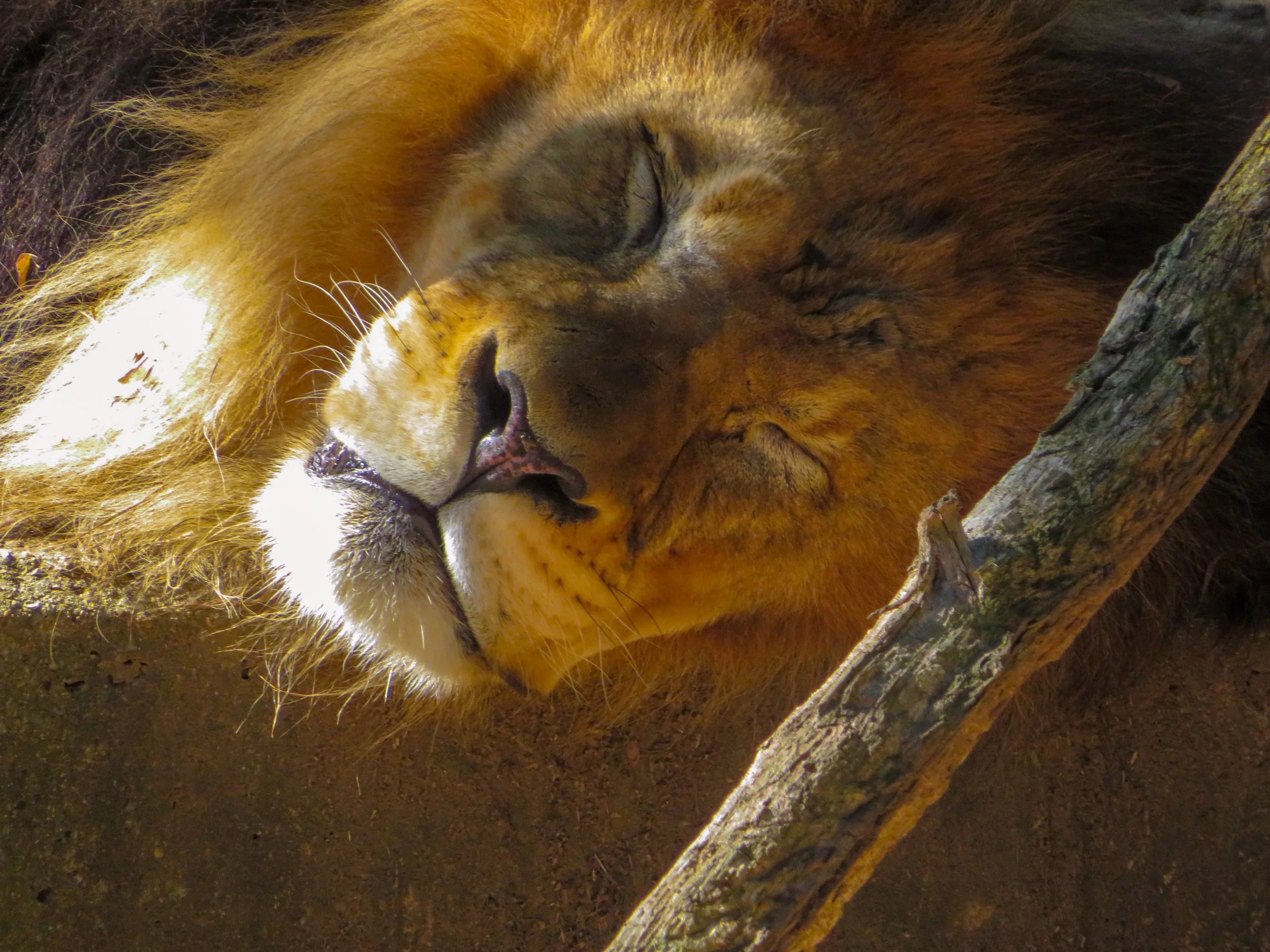 Lion.jpg