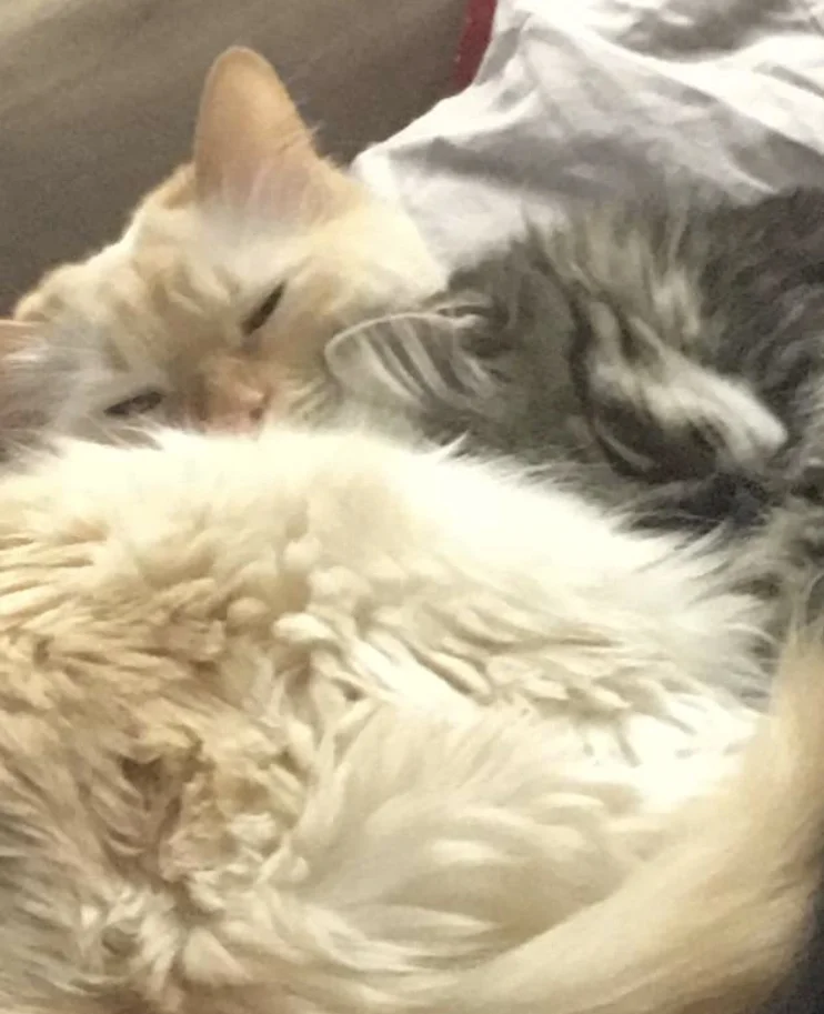 Only the cutest fluff babies. 