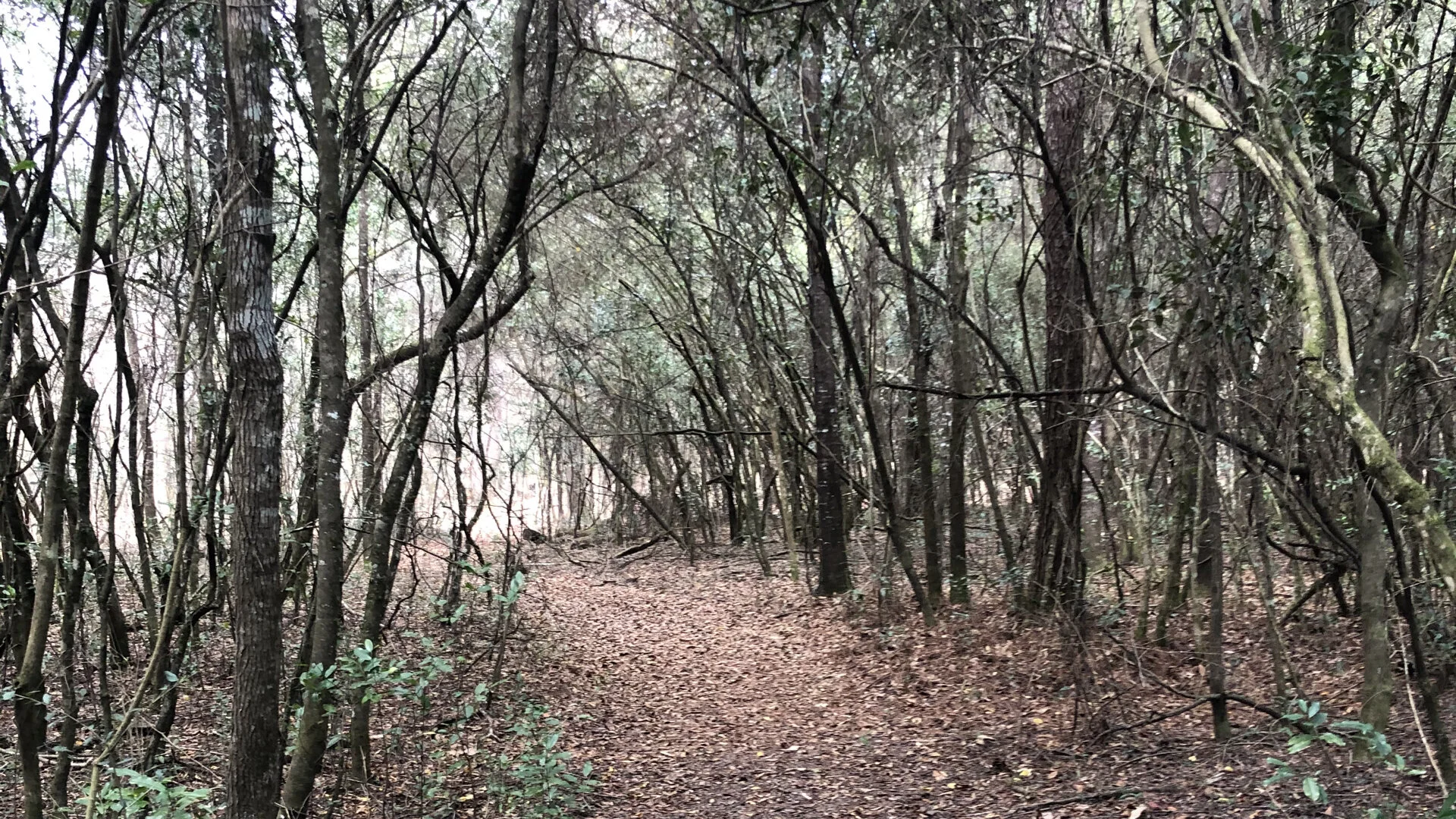 pathway.001.jpeg