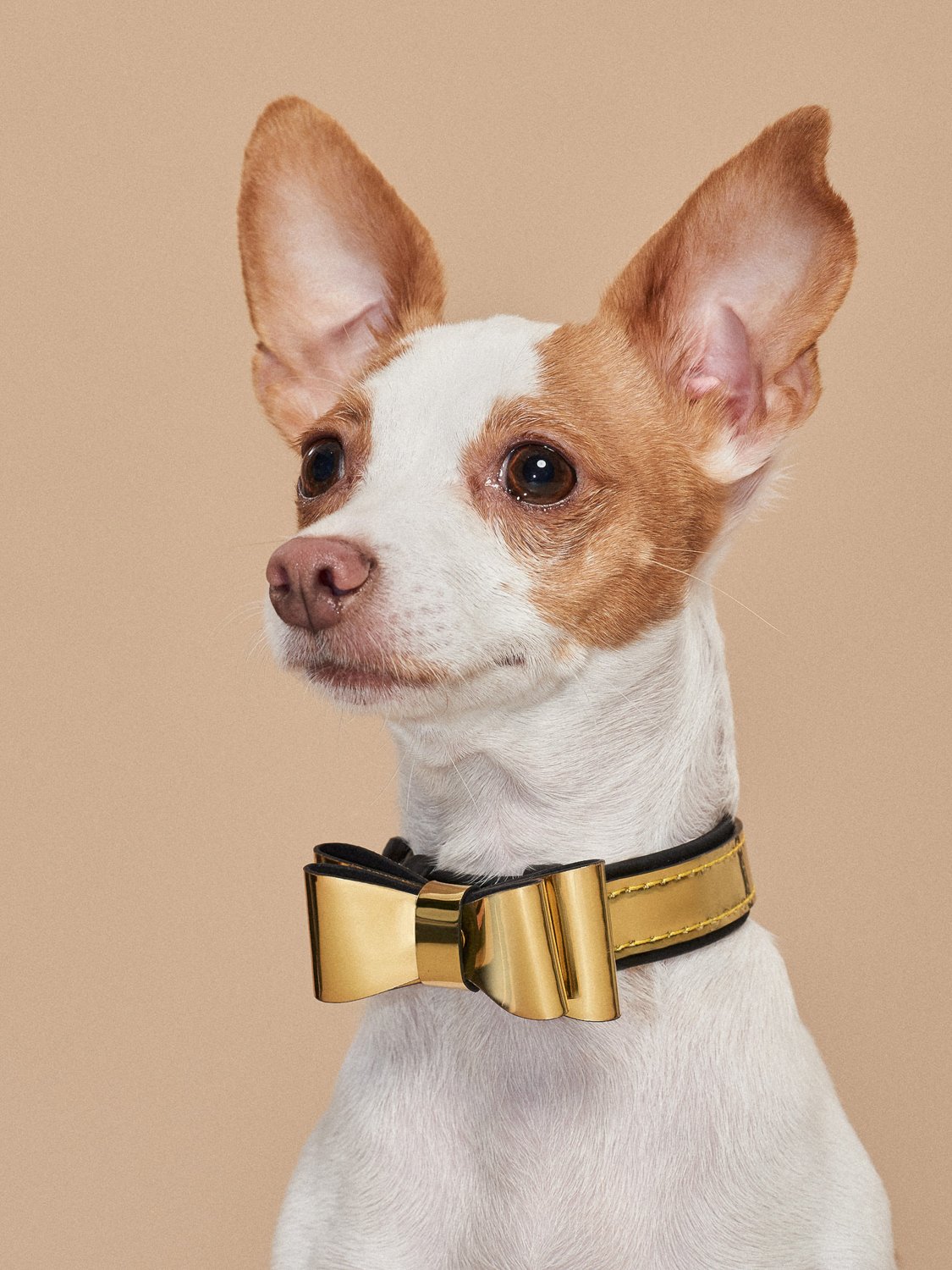 BaubleBar x Puppy Bowl