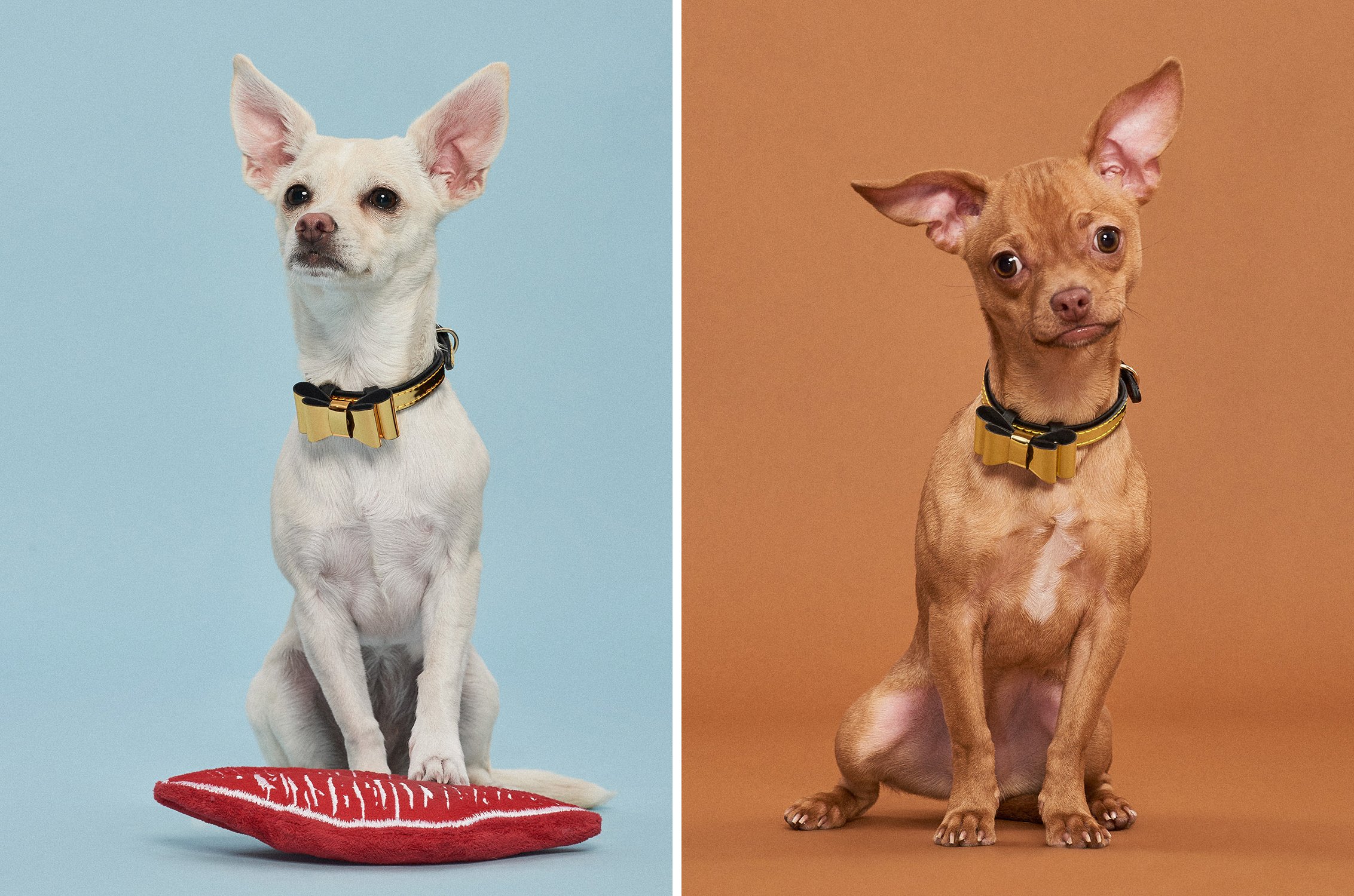 BaubleBar x Puppy Bowl