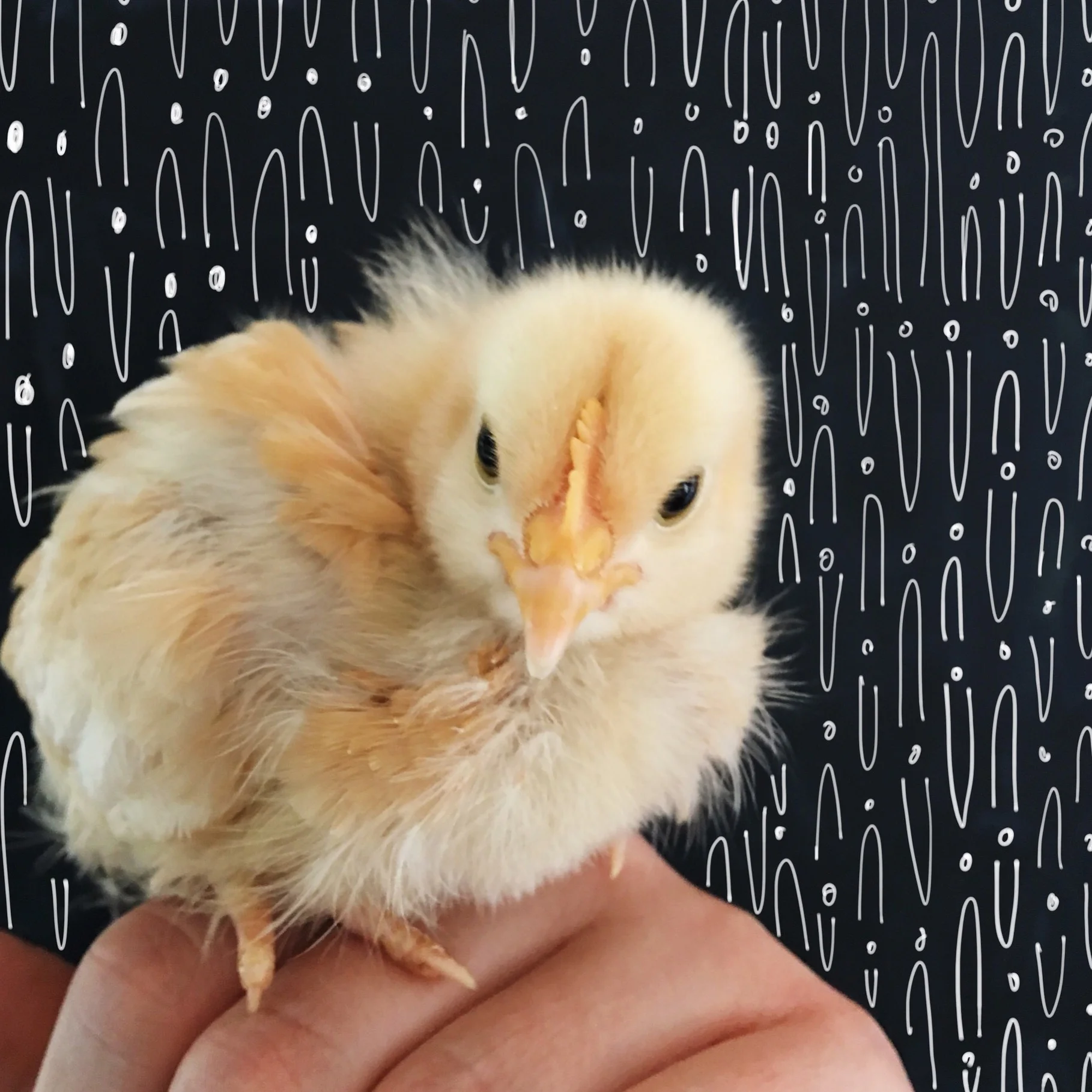 One of our new babies + some digital doodling