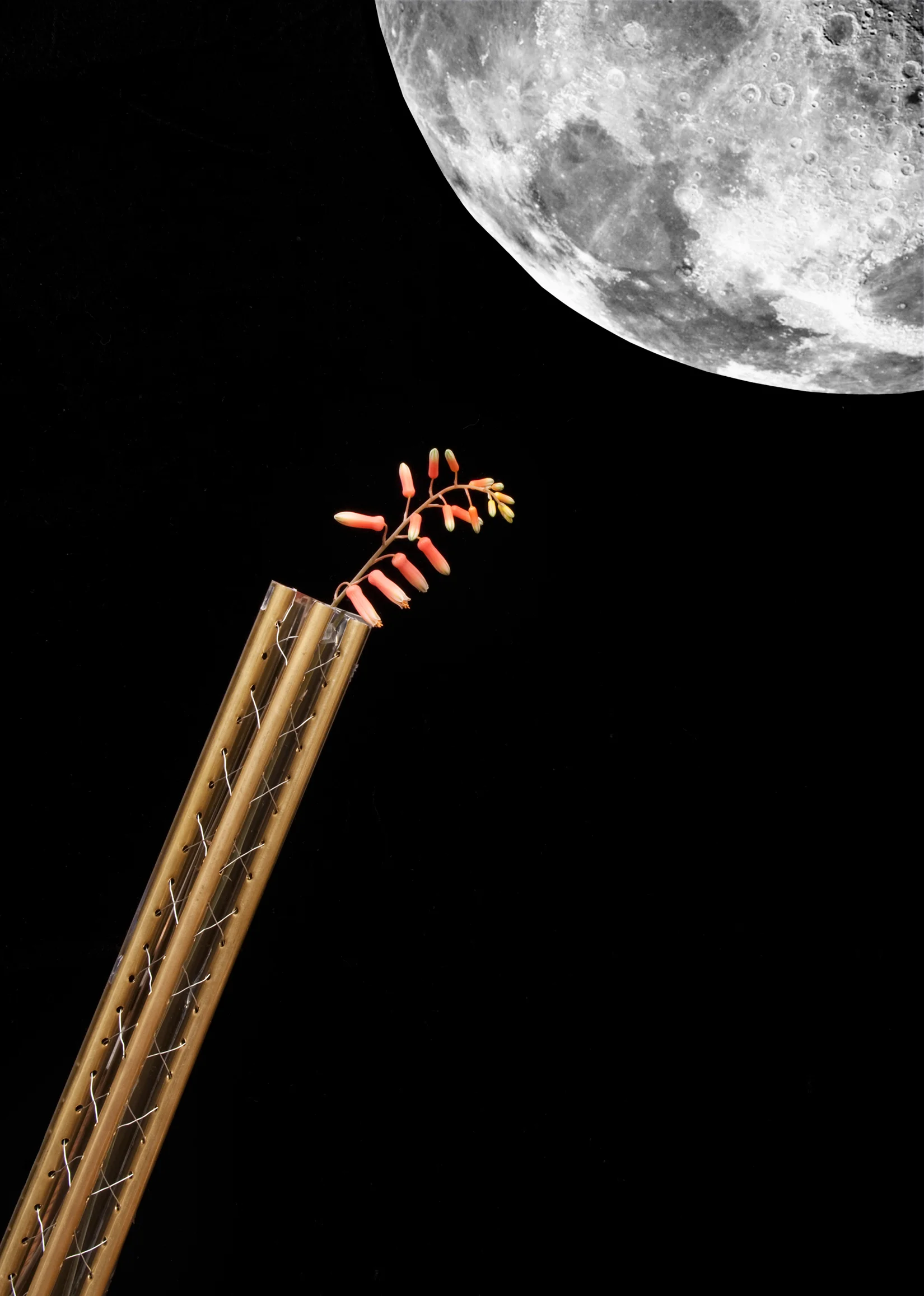 Avina_Elevator to the Moon.jpg