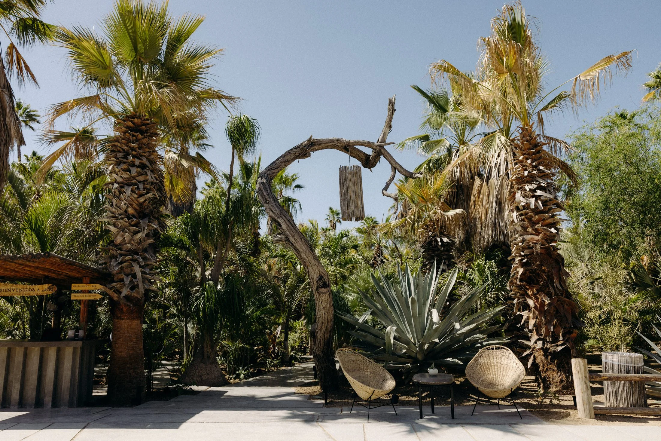 A view of the front desk area of the acre resort with two woven chairs and palm trees along with other desert plants