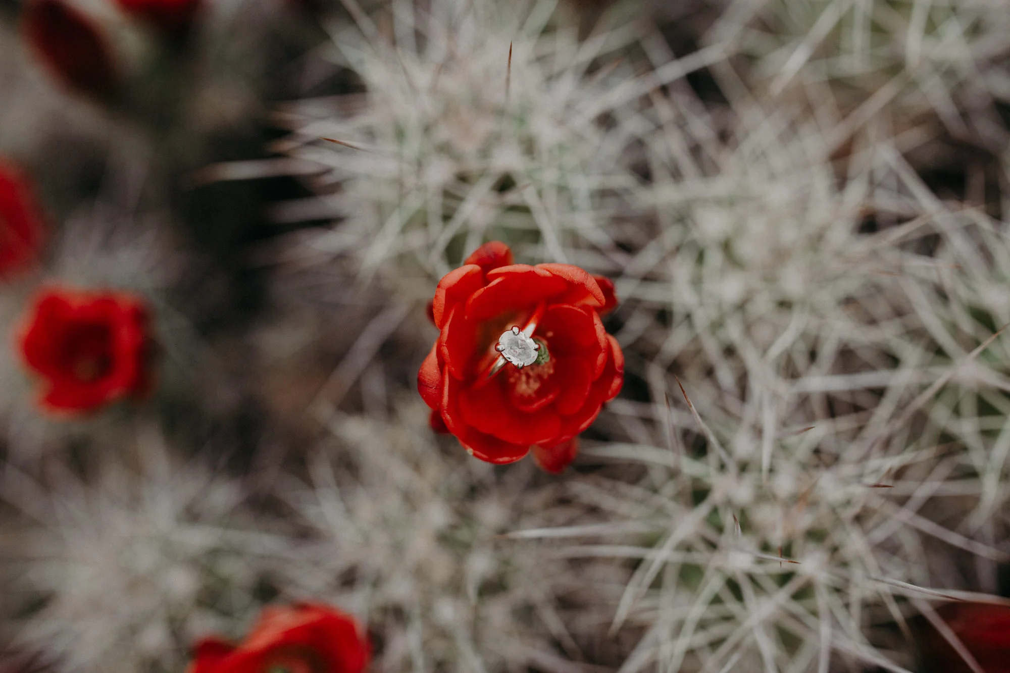Loma Linda Engagement Photographer-17.jpg
