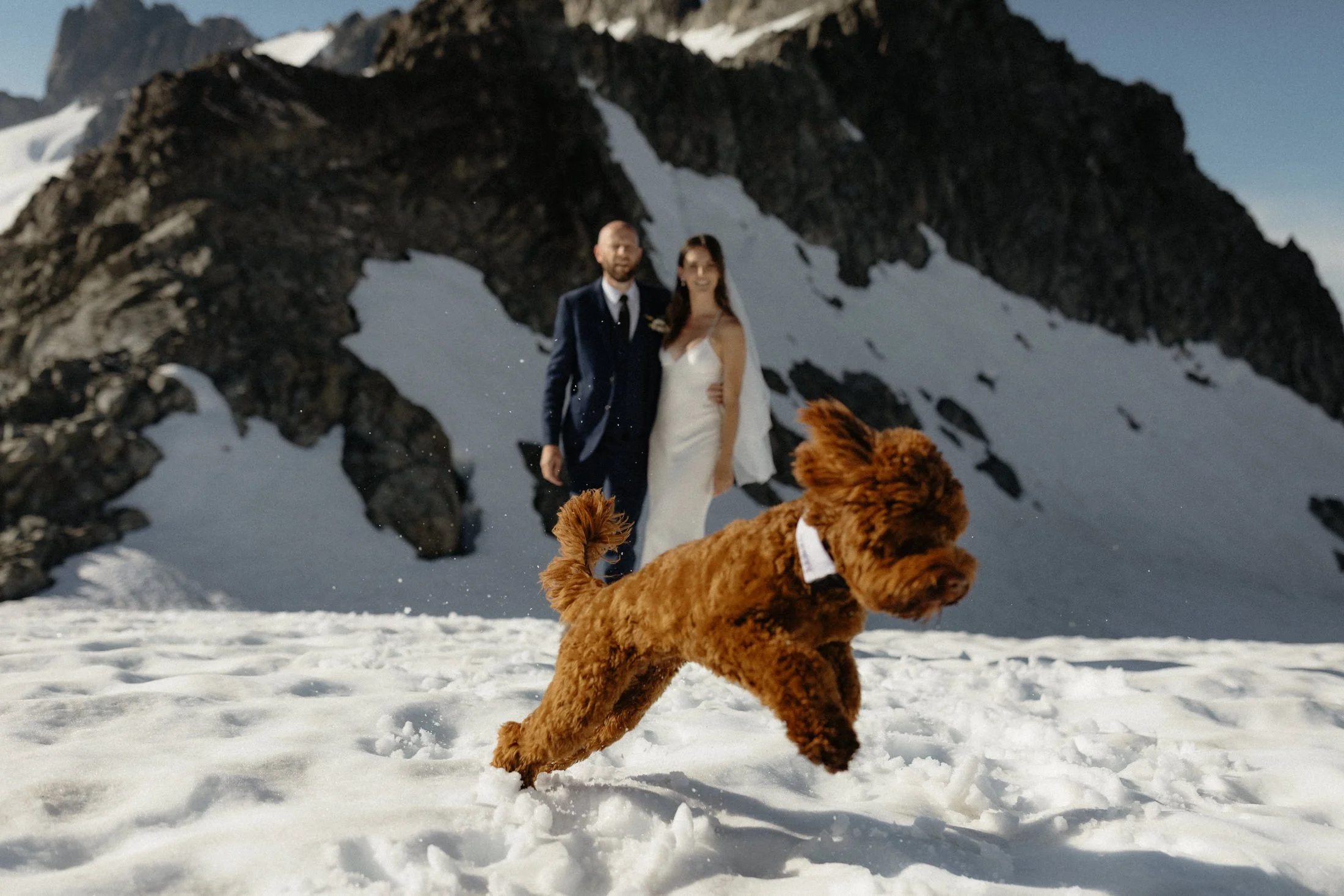 Want to bring your dog to your BC elopement? Here’s what you need to know!