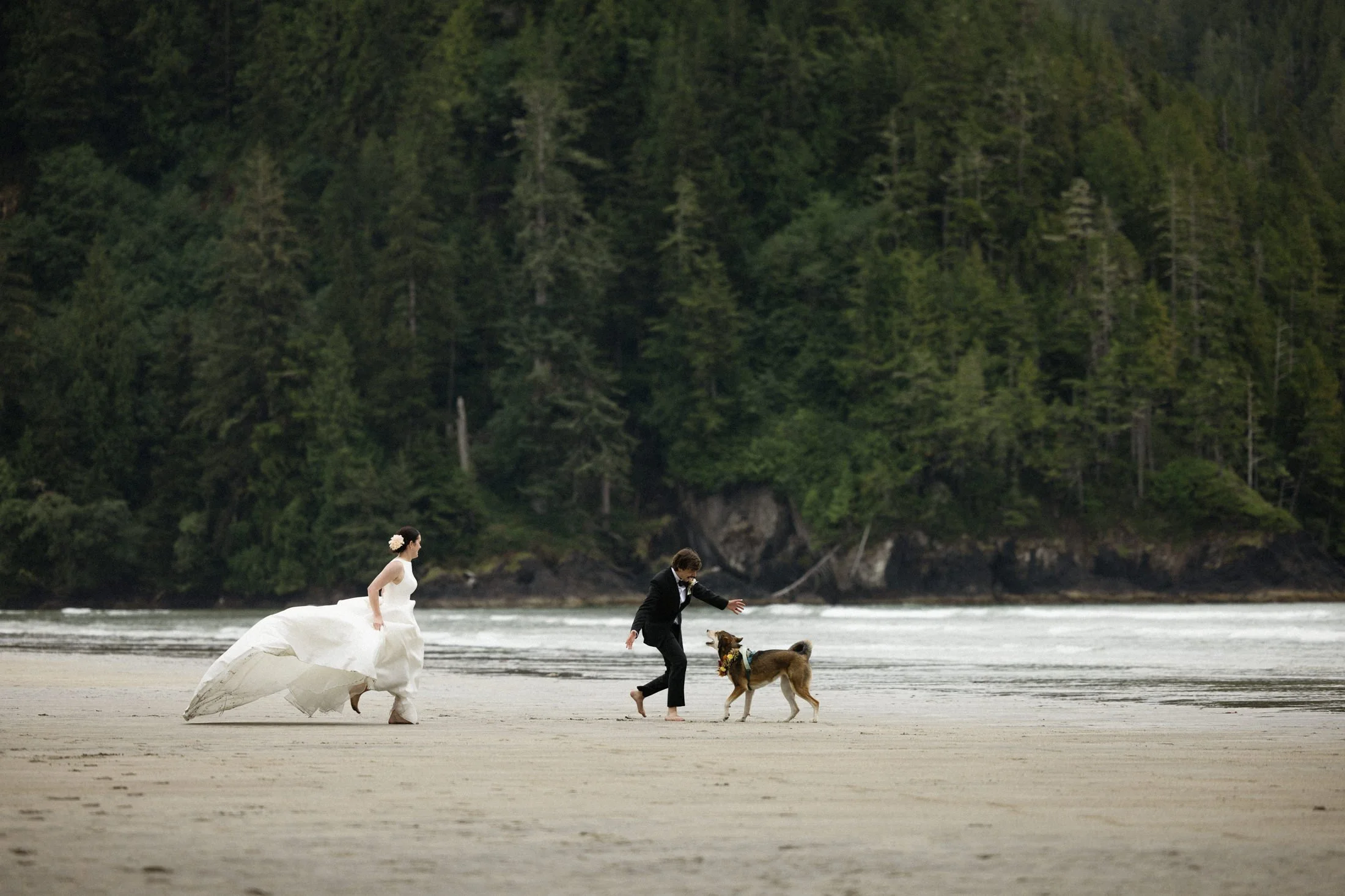 A newly married couple runs towards their dog on a beach with waves and trees in the background on their elopement day at san josef bay in Cape Scott Provincial Park