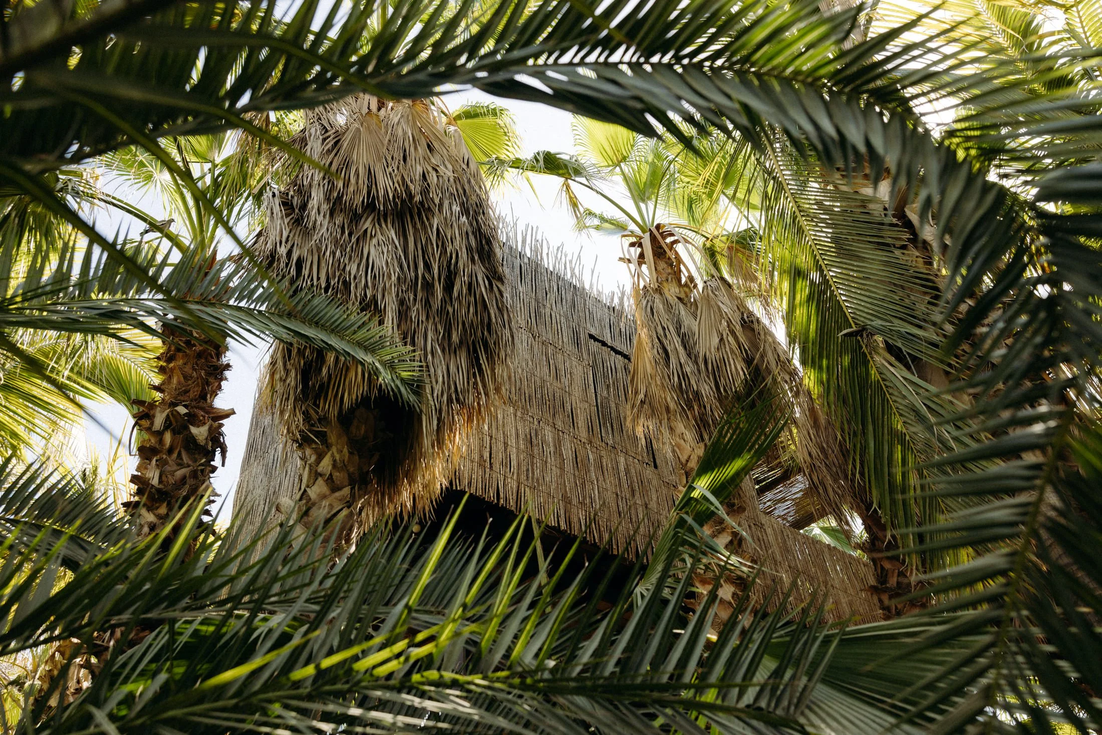 A view of the treehouse villas on the acre resort, covered in bamboo, hidden among the palm trees