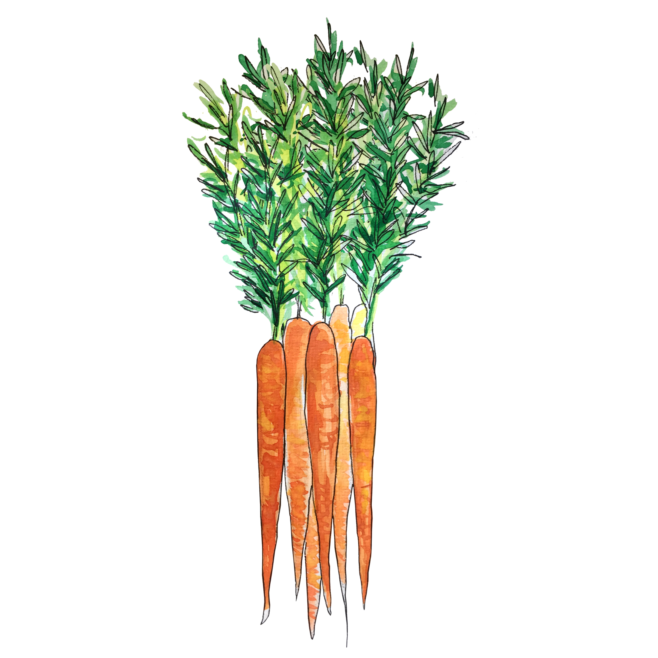 carrots_june2018_lyndsay.jpg