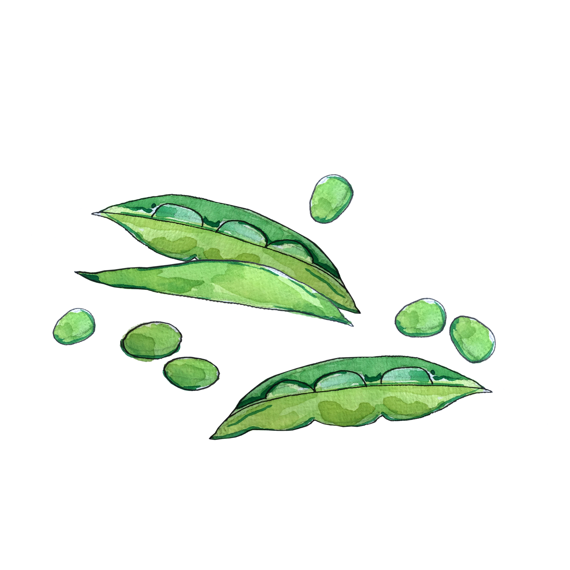 peas_june2018_lyndsay.png