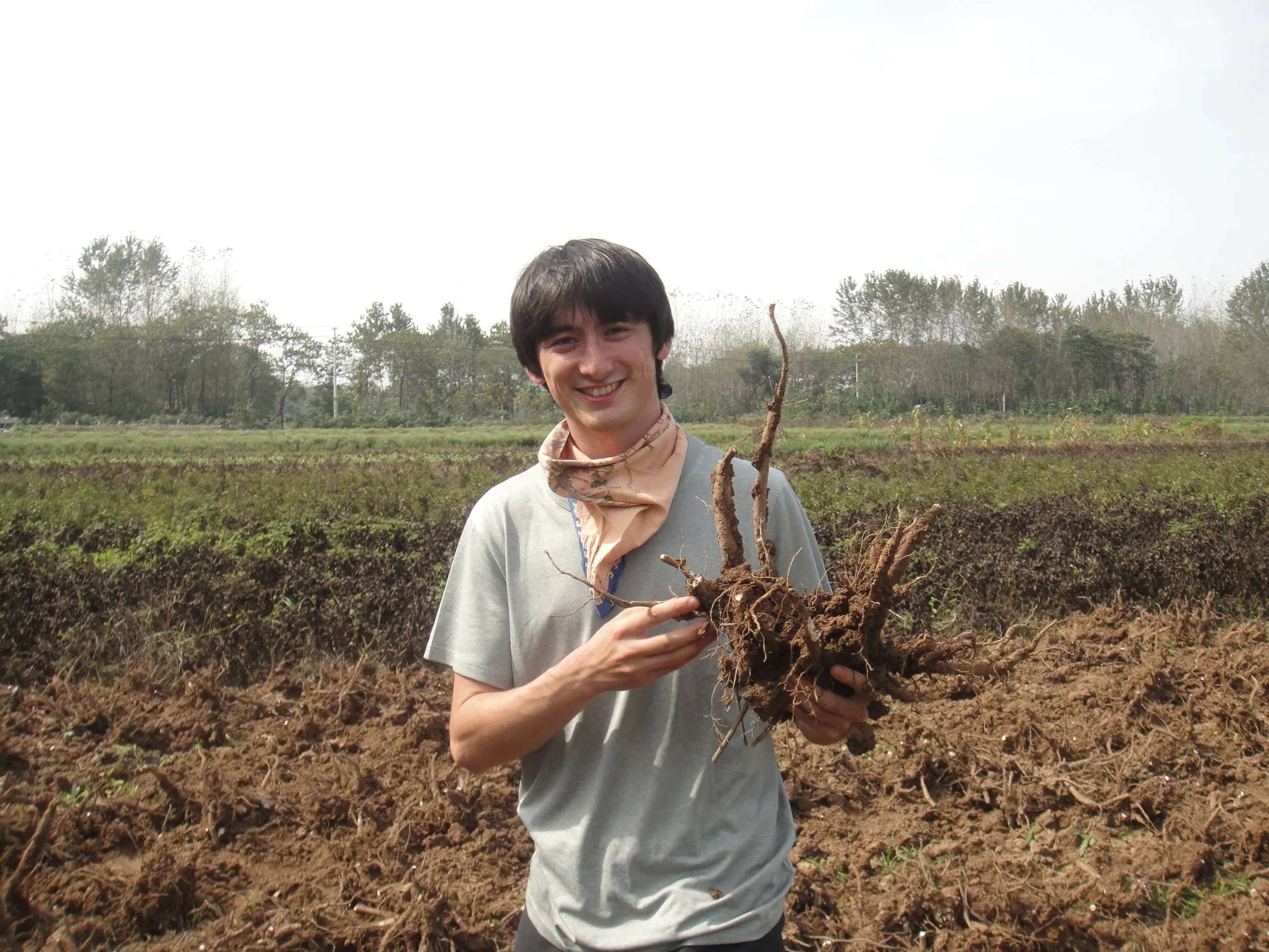 Holding the Chinese herb Bai Shao Yao, or white peony root, newly harvested outside of Bozhou, China.