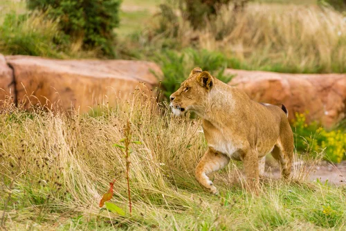 Longleat is a short drive from the cottage, with safari park , adventure park, Longleat House & events.