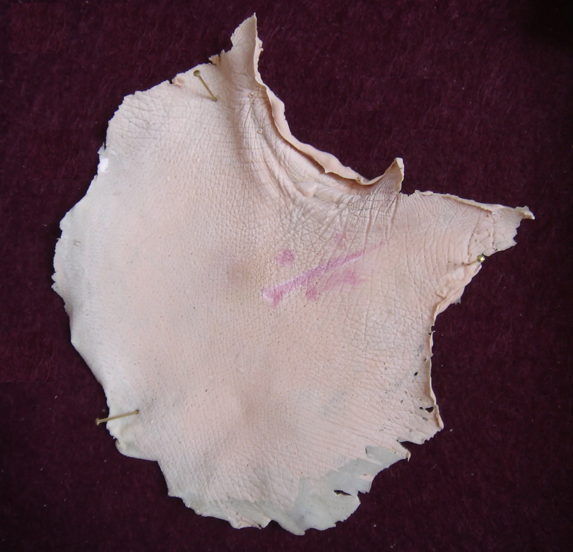 DSC02339.jpg
