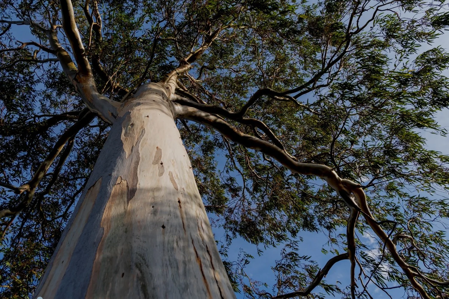 Tree+Pic.jpg