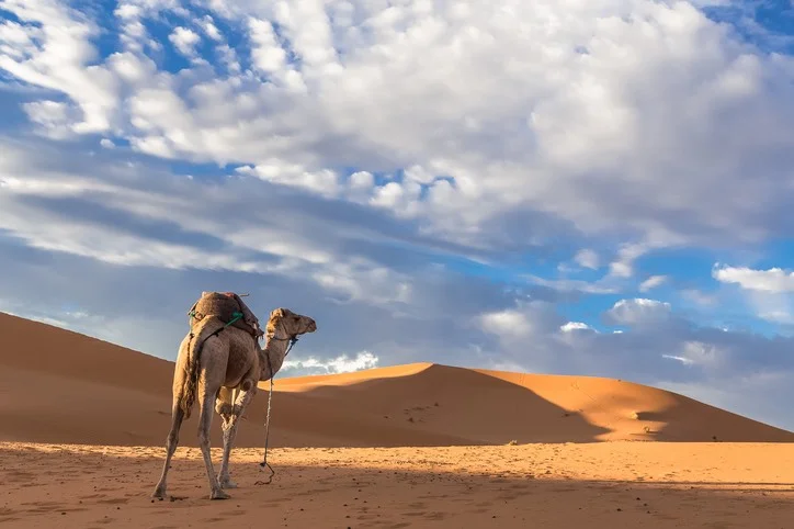 Camel.jpg