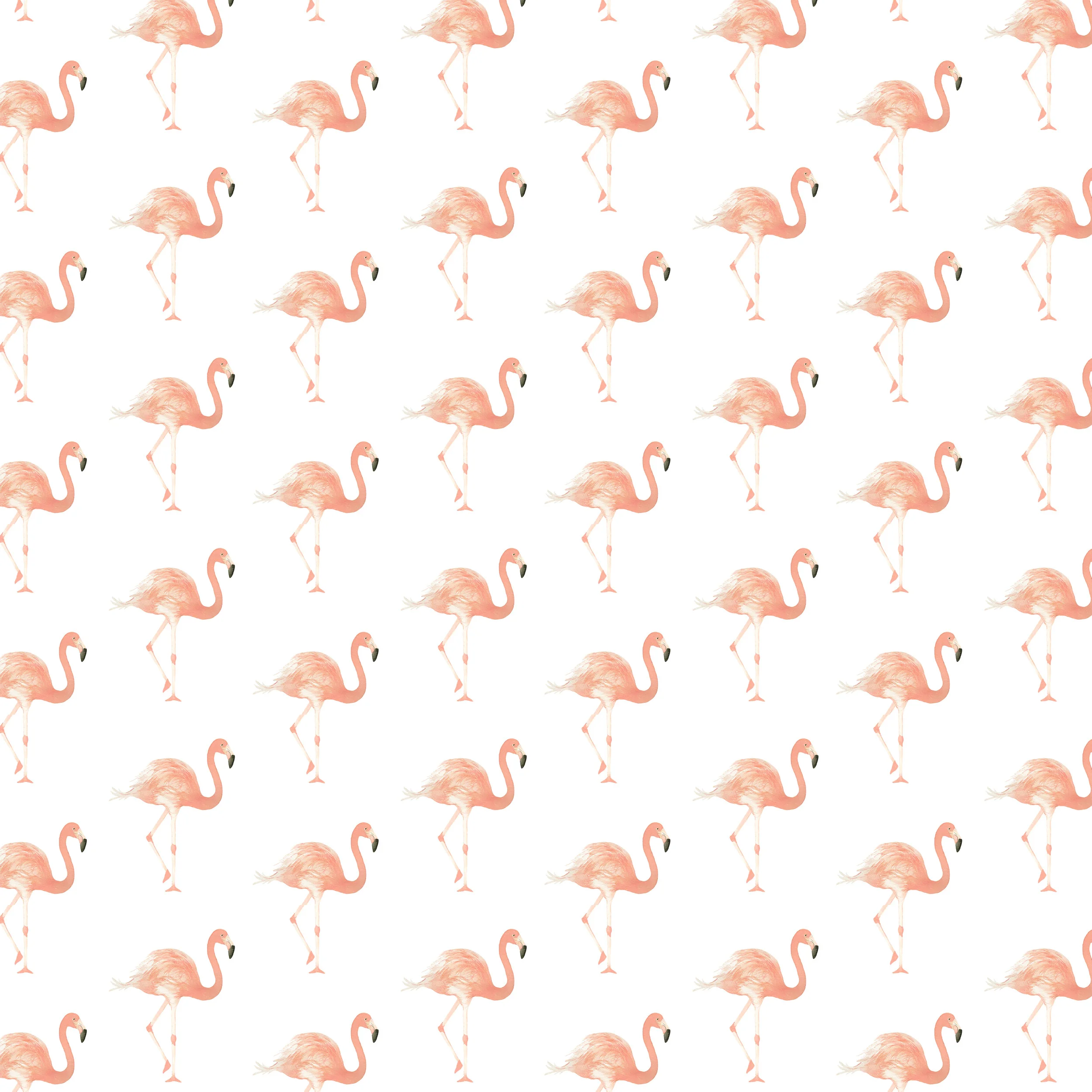 pink flemengo .jpg