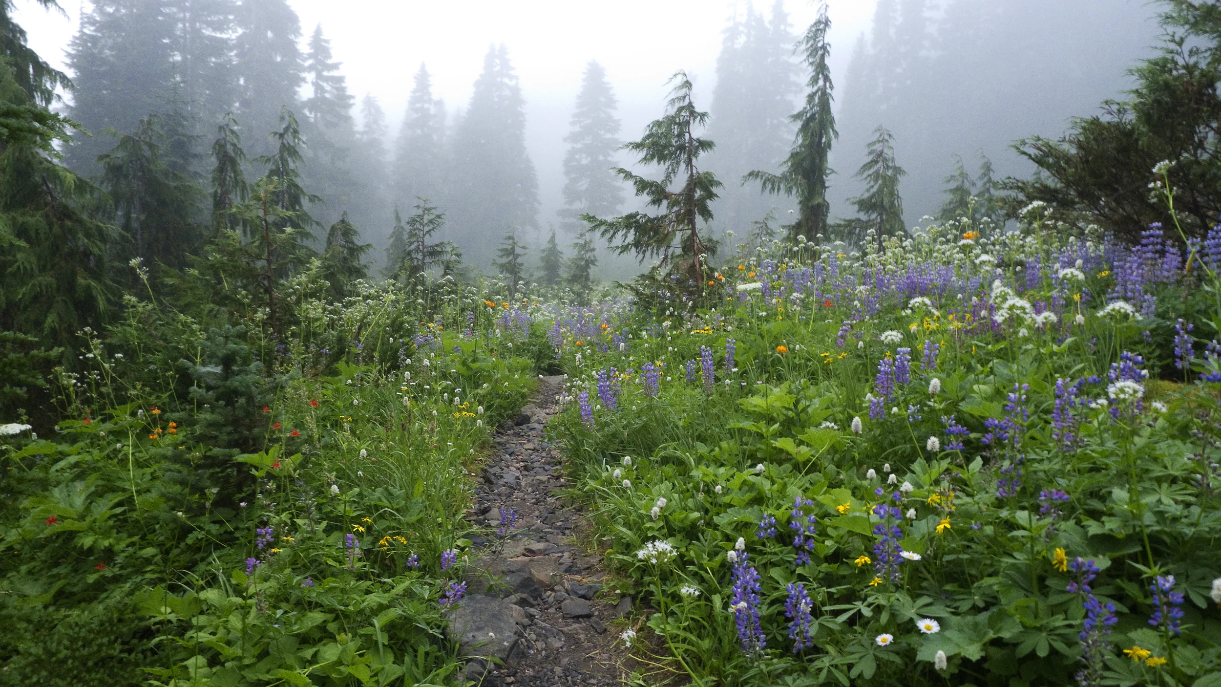 OlympicNP421.jpg