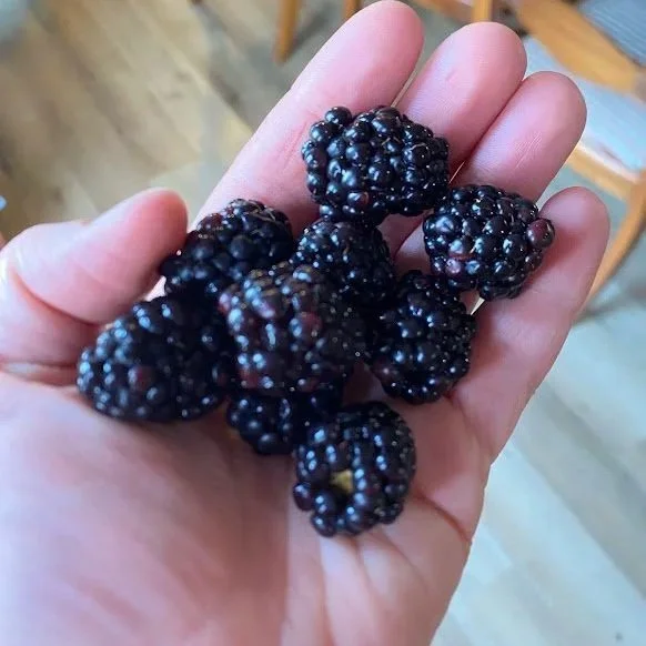 blackberries.jpg