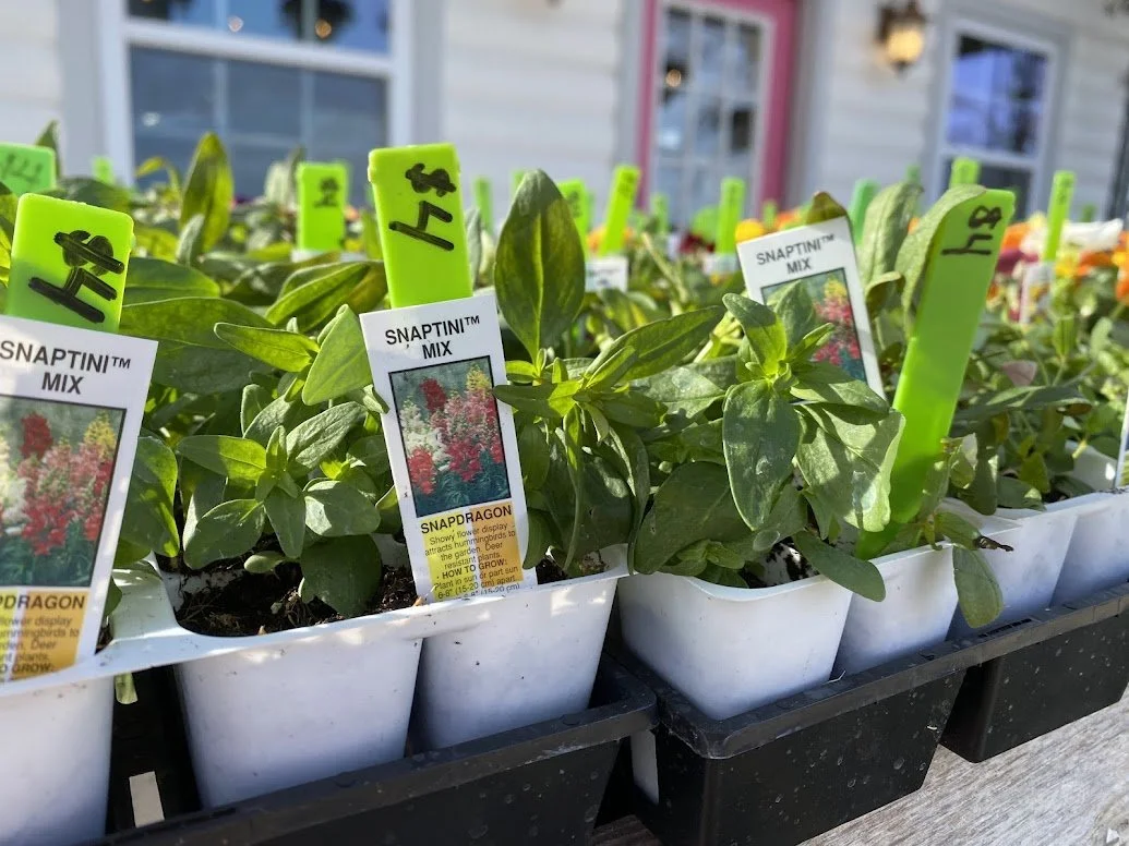 3-14 snapdragons.jpg