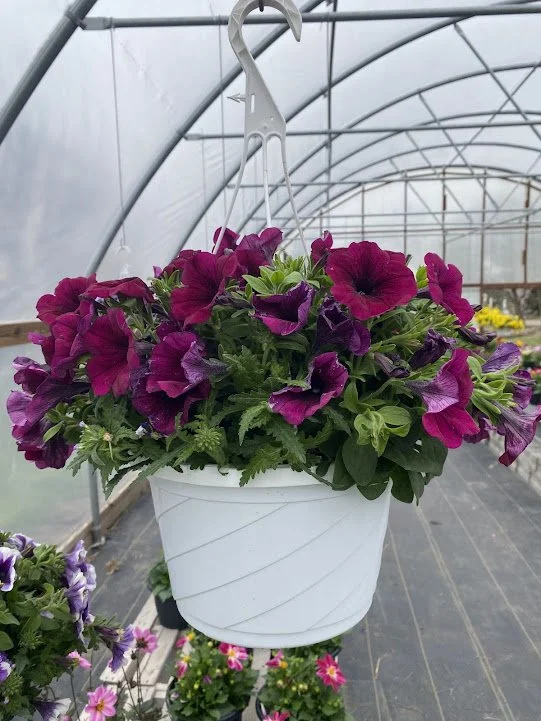  "Berry Cobbler" Hanging Basket - $20 