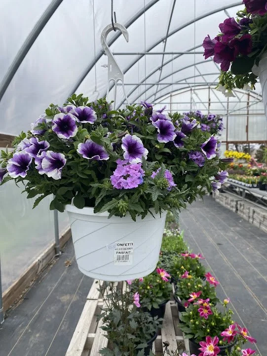  “Blueberry Parfait” Hanging Basket - $20 