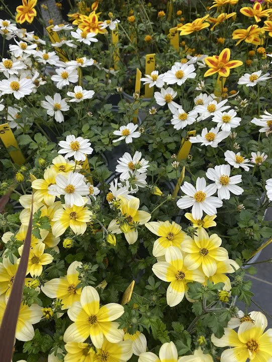  Bidens “Yellow Splash”, “White Delight”, “Blazing Star” - $6 