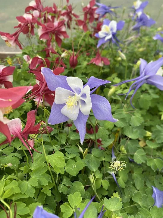  “Early Bird” Aquilegia (Columbine) - $6 