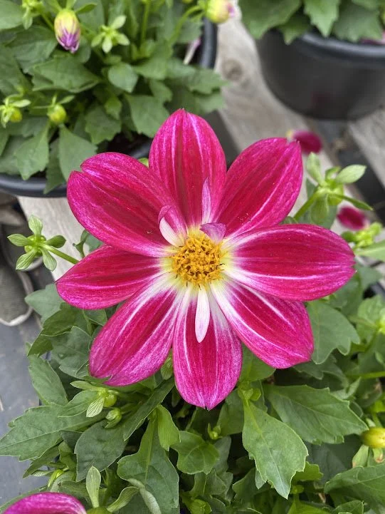  10” Dahlia - $20 