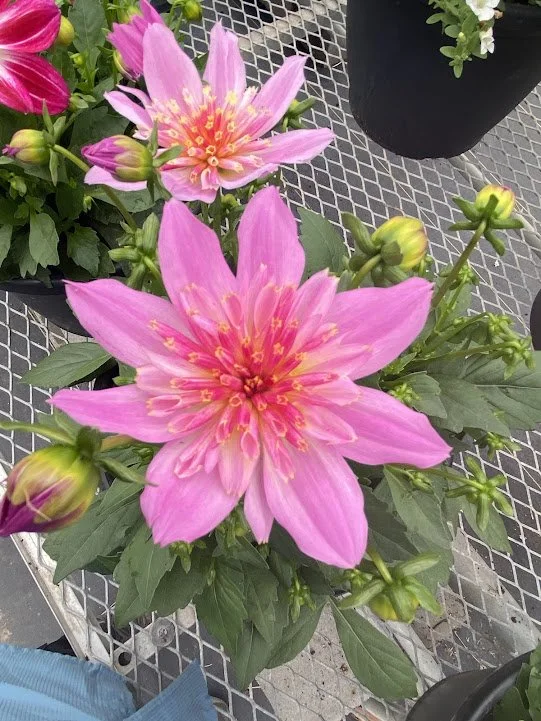  10” Dahlia - $20 