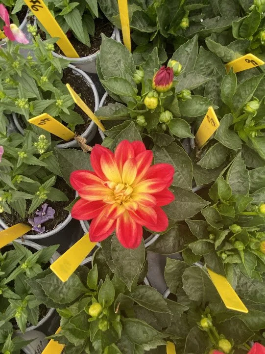  “Fun Flame” Dahlia - $6 