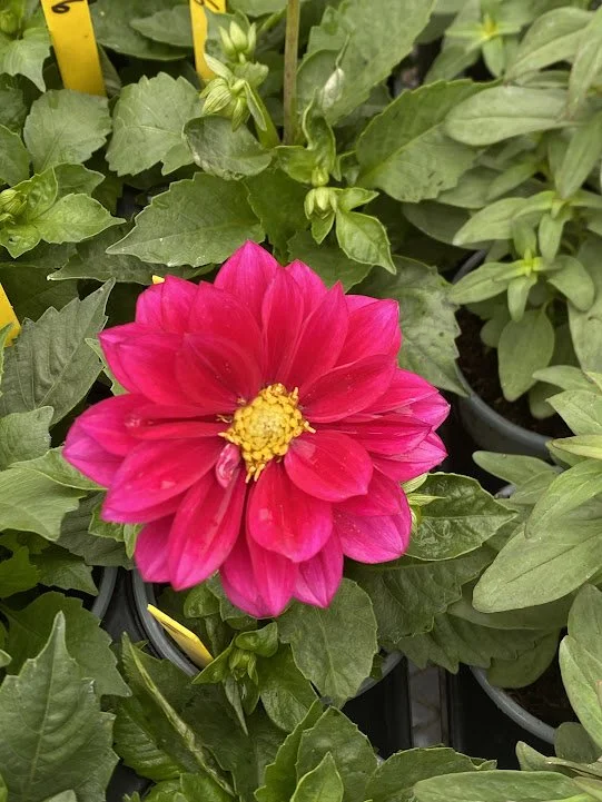  “Pink Blush” Dahlia - $6 