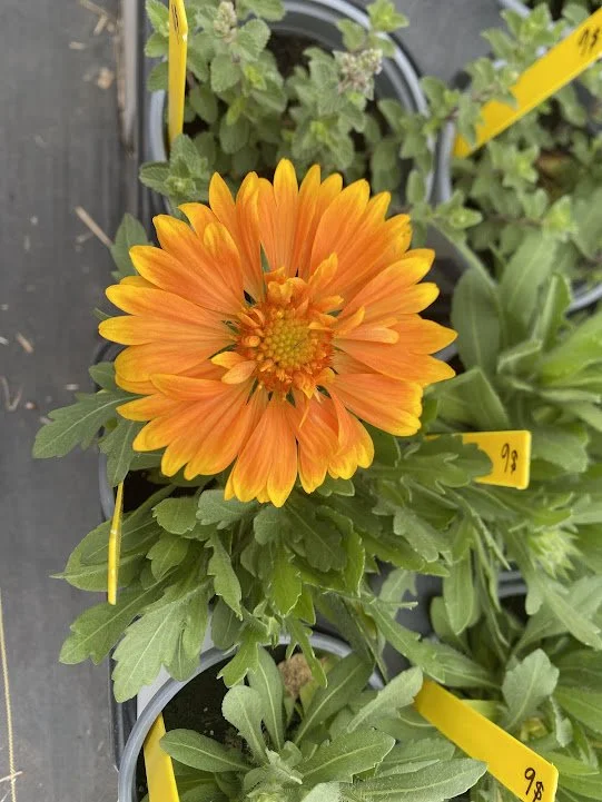  Perennial “Mango” Gaillardia (Blanket Flower) - $6 