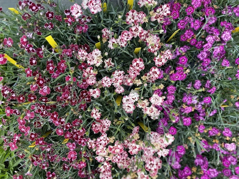  Perennial Dianthus - $6 