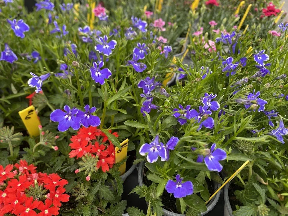  Lobelia, Verbena - $6 