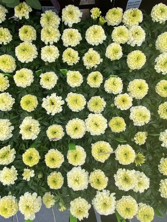  “Lanna Lace” Marigold 6 packs - $4 