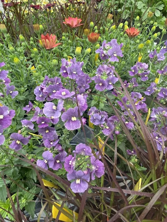  Nemesia “Denim” - $6 