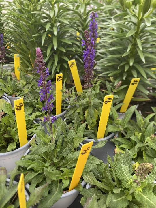  Perennial Salvia - $6 