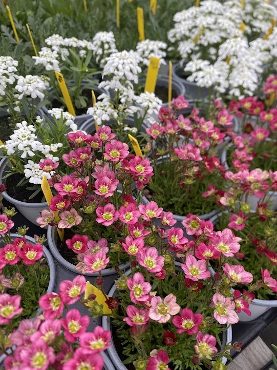  Perennial “Marto Red” Saxifraga - $6 
