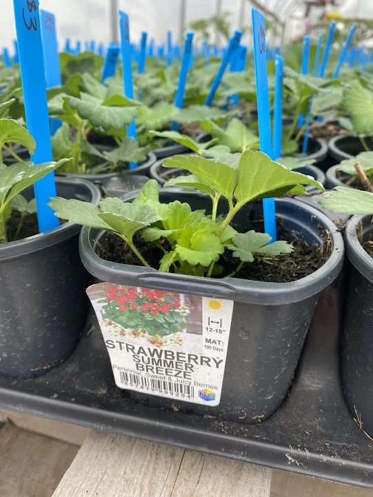  Strawberry - $3 each or $25/flat 