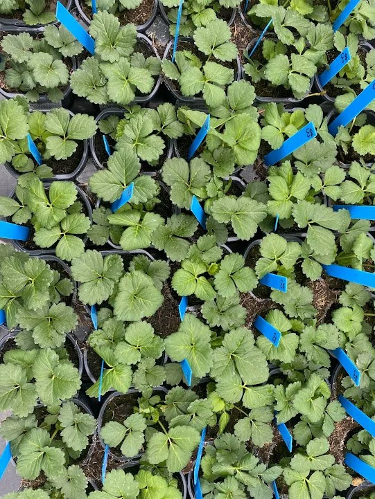  “Summer Breeze” Strawberries - $3 each or $25/flat 